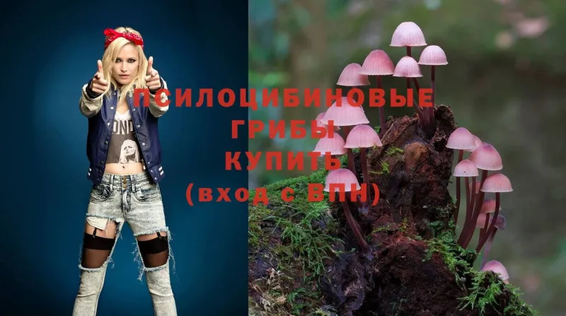 Галлюциногенные грибы Cubensis  блэк спрут   Губкин  купить наркотик 